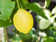 無農薬にこだわった国産レモン